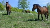 PREDIVNE SLIKE SA STOLOVA: Održana tradicionalna manifestacija „Narcisu u pohode“ (FOTO)