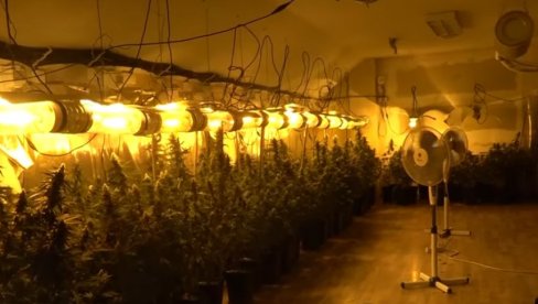 RAZBIJENA KRIMINALNA GRUPA: Otkrivene laboratorije marihuane u Starim Banovcima i Batajnici (VIDEO)