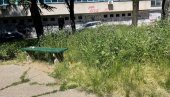 „ТРАВА ДО КОЛЕНА“: Београђани затрпали надлежне жалбама због неуређених зелених површина „ТРАВА ДО КОЛЕНА“: Београђани затрпали надлежне жалбама због неуређених зелених површина