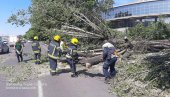 PALO DRVO U BULEVARU VOJVODE MIŠIĆA: Otežan saobraćaj - ekipe na terenu (FOTO) PALO DRVO U BULEVARU VOJVODE MIŠIĆA: Otežan saobraćaj - ekipe na terenu (FOTO)