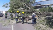 PALO DRVO U BULEVARU VOJVODE MIŠIĆA: Otežan saobraćaj - ekipe na terenu (FOTO)