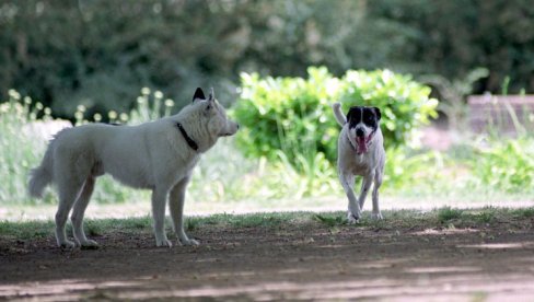 VAĐENJE KRPELJA DO 500 DINARA: Različite cene usluge veterinara kod privatnika i u državnoj ustanovi VAĐENJE KRPELJA DO 500 DINARA: Različite cene usluge veterinara kod privatnika i u državnoj ustanovi