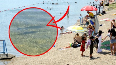 PRIZOR KOJI SE NA ADI NE VIĐA ČESTO: Kapitalci se potpuno opustili, prilaze i do plićaka (FOTO) PRIZOR KOJI SE NA ADI NE VIĐA ČESTO: Kapitalci se potpuno opustili, prilaze i do plićaka (FOTO)