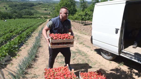 ПРОИЗВОЂАЧИМА ЈАГОДА ПРОДАЈА И ЦЕНА ЗАВИСЕ ОД НЕБА: Киша направила проблем ПРОИЗВОЂАЧИМА ЈАГОДА ПРОДАЈА И ЦЕНА ЗАВИСЕ ОД НЕБА: Киша направила проблем