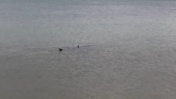 УЗБУНА У ХРВАТСКОЈ: На Јадрану се појавили морски пси, са доласком туриста биће их све више (ВИДЕО) УЗБУНА У ХРВАТСКОЈ: На Јадрану се појавили морски пси, са доласком туриста биће их све више (ВИДЕО)