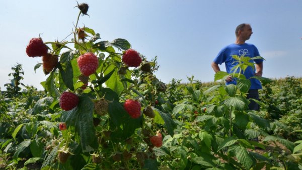 КИЛО МАЛИНА 400 ДИНАРА: Хладњачари већ почели да нуде прве цене за откуп овогодишњег рода