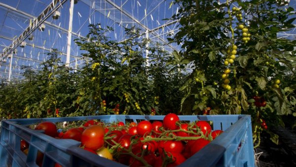 ХЕМИЈА УМЕСТО ПЧЕЛА У ПЛАСТЕНИКУ: Повртари хормонима опрашују парадајз ХЕМИЈА УМЕСТО ПЧЕЛА У ПЛАСТЕНИКУ: Повртари хормонима опрашују парадајз