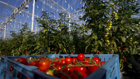HEMIJA UMESTO PČELA U PLASTENIKU: Povrtari hormonima oprašuju paradajz