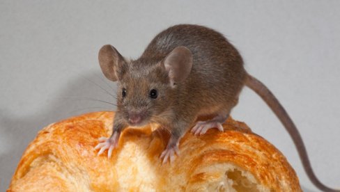 БИТКА ПРОТИВ ГЛОДАРА: У Параћину у понедељак дератизација