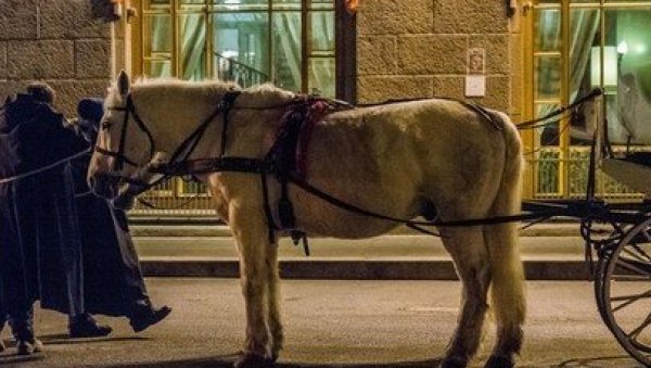БИЗАРНА НЕСРЕЋА У ГРАЧЕНИЦИ: Коњи се уплашили и дали се у бег - више особа повређено у дивљању улицама БИЗАРНА НЕСРЕЋА У ГРАЧЕНИЦИ: Коњи се уплашили и дали се у бег - више особа повређено у дивљању улицама