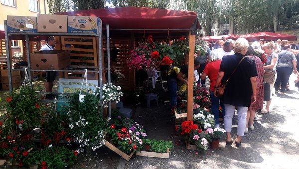 ОДРЖАНА МАНИФЕСТАЦИЈА „РУЖЕ ЛИПОЛИСТА“: Најлепши асортиман из Крушевца (ФОТО) ОДРЖАНА МАНИФЕСТАЦИЈА „РУЖЕ ЛИПОЛИСТА“: Најлепши асортиман из Крушевца (ФОТО)