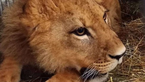 ХИТРА РЕАКЦИЈА: Ухваћен лав који је побегао из циркуса у близини Рима