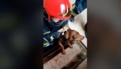 POMAŽU I ŽIVOTINJAMA: Pas upao u dubok podrum, humani vatrogasci ga spasli (VIDEO) POMAŽU I ŽIVOTINJAMA: Pas upao u dubok podrum, humani vatrogasci ga spasli (VIDEO)