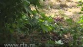 РЕШЕНА МИСТЕРИЈА НА ВОЖДОВЦУ: Откривено ко и због чега баца пилеће изнутрице по Београду РЕШЕНА МИСТЕРИЈА НА ВОЖДОВЦУ: Откривено ко и због чега баца пилеће изнутрице по Београду