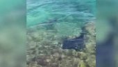 HAOS U EGIPTU SE NASTAVLJA: Pojavile se ogromne raže u plićaku, turisti u panici HAOS U EGIPTU SE NASTAVLJA: Pojavile se ogromne raže u plićaku, turisti u panici