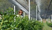 БОРОВНИЦЕ У 3.200 САКСИЈА: Род за понос на дигитализованој плантажи код Трстеника БОРОВНИЦЕ У 3.200 САКСИЈА: Род за понос на дигитализованој плантажи код Трстеника