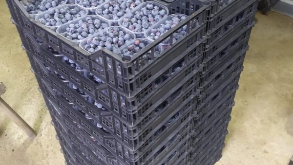 ЗЛАТО ДОМАЋЕ ПОЉОПРИВРЕДЕ: Од пластеника до милиона - боровница