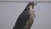 I JASTREB RADI NA BEOGRADSKOM AERODROMU: Kako ptica hangar drži čistim kao apoteku I JASTREB RADI NA BEOGRADSKOM AERODROMU: Kako ptica hangar drži čistim kao apoteku