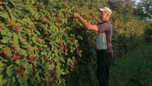 БЕРБА ВОЋА У РАЂЕВИНИ: За купину 150 динара (ФОТО) БЕРБА ВОЋА У РАЂЕВИНИ: За купину 150 динара (ФОТО)