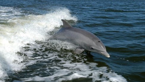 NAUČNICI SVE VIŠE OTKRIVAJU SLIČNOSTI: Majke delfina, kao i ljudi, tepaju svojim potomcima