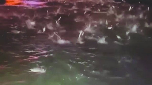 ЈАТО РИБА ИСКАКАЛО ИЗ ВОДЕ У БЕОГРАДУ: Шта се крије иза необичног призора на Сави (ВИДЕО) ЈАТО РИБА ИСКАКАЛО ИЗ ВОДЕ У БЕОГРАДУ: Шта се крије иза необичног призора на Сави (ВИДЕО)