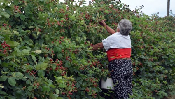 ДНЕВНО УБЕРУ И ДО 4.900 ДИНАРА: На плантажи Станчића у Милошеву код Неготина почела берба купина ДНЕВНО УБЕРУ И ДО 4.900 ДИНАРА: На плантажи Станчића у Милошеву код Неготина почела берба купина