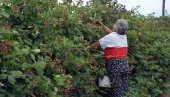 ДНЕВНО УБЕРУ И  ДО 4.900 ДИНАРА: На плантажи Станчића у Милошеву код Неготина почела берба купина