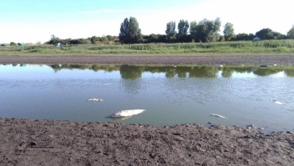 УГИНУЛЕ ТРИ ТОНЕ РИБЕ: Језеро код Сомбора готово пресушило, није остала ни десетина воде УГИНУЛЕ ТРИ ТОНЕ РИБЕ: Језеро код Сомбора готово пресушило, није остала ни десетина воде