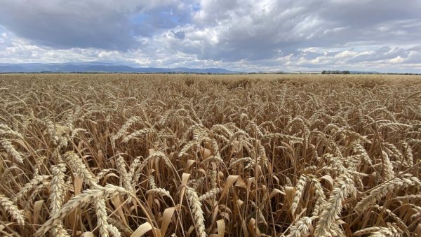 ЗНАТНО ВИШЕ У ОДНОСУ НА ПРОШЛУ ГОДИНУ: У Србији у 2023. произведено 3,4 милиона тона пшенице ЗНАТНО ВИШЕ У ОДНОСУ НА ПРОШЛУ ГОДИНУ: У Србији у 2023. произведено 3,4 милиона тона пшенице