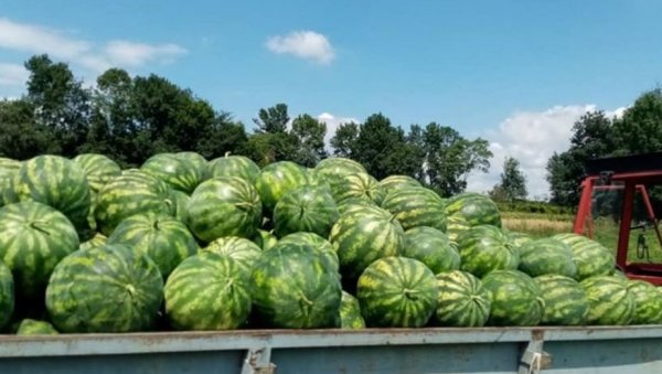 СЛАТКА ЛУБЕНИЦА ЈЕ КАО МИРАЖЏИКА: Репортер Новости у сремском селу Хртковци, код Руме, где као Сава тече дуга бостанџијска традиција СЛАТКА ЛУБЕНИЦА ЈЕ КАО МИРАЖЏИКА: Репортер Новости у сремском селу Хртковци, код Руме, где као Сава тече дуга бостанџијска традиција