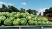 СЛАТКА ЛУБЕНИЦА ЈЕ КАО МИРАЖЏИКА: Репортер Новости у сремском селу Хртковци, код Руме, где као Сава тече дуга бостанџијска традиција