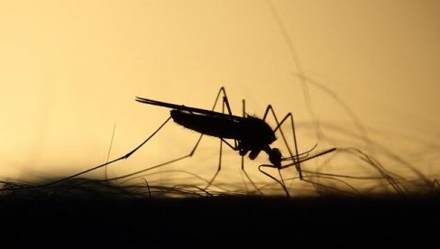 RASTE BROJ ZARAŽENIH GROZNICOM ZAPADNOG NILA: Najviše obolelih iz Beograda