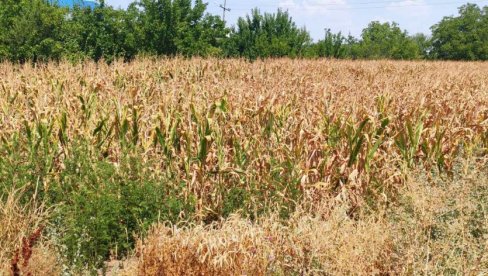 SUNCE SPRŽILO ZLATNO ZRNO! Suša i vreli dani uništili kukuruz u Banatu na oko 70 odsto oranica, ništa bolje ni u ostatku Vojvodine