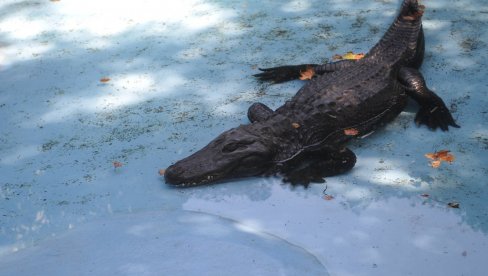 MUJA BEOGRAĐANIN VEĆ 87 GODINA: Najstariji američki aligator na svetu u prestonicu stigao tokom avgusta 1937. godine MUJA BEOGRAĐANIN VEĆ 87 GODINA: Najstariji američki aligator na svetu u prestonicu stigao tokom avgusta 1937. godine