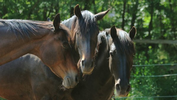 ДРУЖЕЊЕ СА КОЊИМА КАО ТЕРАПИЈА: Акција општине Вождовац и коњичког клуба Александар