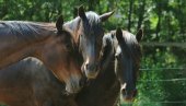 БЕСПЛАТНА ШКОЛА ЈАХАЊА НА ЧУКАРИЦИ: Програм траје два месеца и намењен је предшколцима и основцима