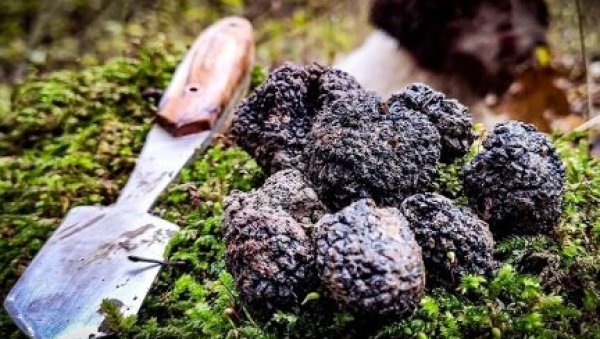 САЈАМ У РИЈАДУ: Компаније из Србије представљају прехрамбене производе САЈАМ У РИЈАДУ: Компаније из Србије представљају прехрамбене производе