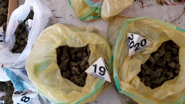 ХАПШЕЊЕ У БОРУ: Пали због марихуане ХАПШЕЊЕ У БОРУ: Пали због марихуане