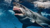 SMRTONOSAN NAPAD AJKULE: Amerikanka preminula nakon susreta sa predatorom na Bahamima SMRTONOSAN NAPAD AJKULE: Amerikanka preminula nakon susreta sa predatorom na Bahamima
