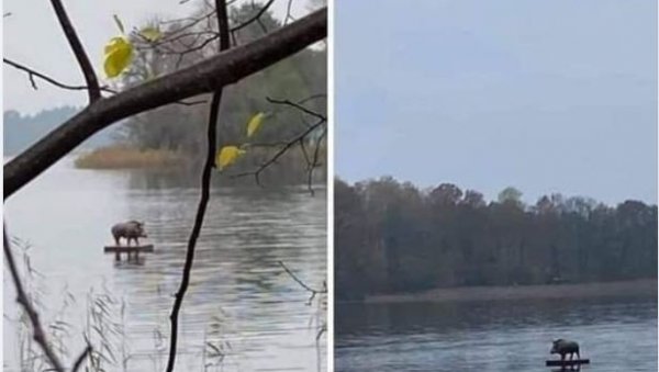 ПА ОВО ИМА САМО У СРБИЈИ: Дивља свиња сурфује Дунавом (ФОТО) ПА ОВО ИМА САМО У СРБИЈИ: Дивља свиња сурфује Дунавом (ФОТО)