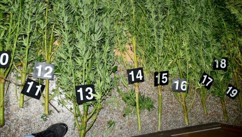 PREVOZIO 20 KILOGRAMA SIROVOG KANABISA: Pobegao od policije u šumu, ostavio robu u kombiju PREVOZIO 20 KILOGRAMA SIROVOG KANABISA: Pobegao od policije u šumu, ostavio robu u kombiju