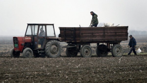 ЂУБРИВО САМО НА КАШИЧИЦУ: Без довољних количина и род ће бити мањи