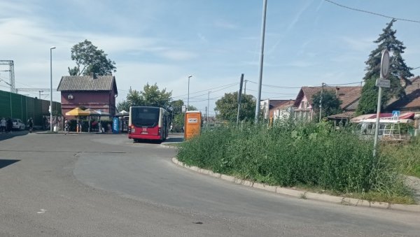 АМБРОЗИЈА И НА АУТОБУСКИМ СТАНИЦАМА: Сузбијање корова почело још у јуну, али га има свуда АМБРОЗИЈА И НА АУТОБУСКИМ СТАНИЦАМА: Сузбијање корова почело још у јуну, али га има свуда