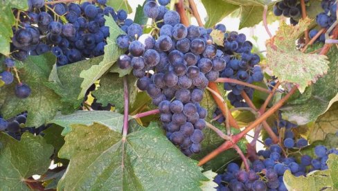 KASNI MRAZ NANEO ŠTETU I VINOGRADARIMA, PRINOS GROŽĐA MANJI ZA OKO 40 ODSTO: Prazni vinski podrumi KASNI MRAZ NANEO ŠTETU I VINOGRADARIMA, PRINOS GROŽĐA MANJI ZA OKO 40 ODSTO: Prazni vinski podrumi