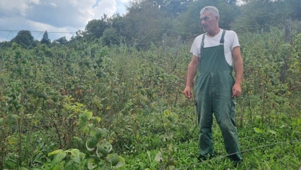 ОД ОРГАНСКЕ МАЛИНЕ ВИШЕ НЕМА ЗАРАДЕ: У бродаревском крају узгајивачи незадовољни субвенцијама ОД ОРГАНСКЕ МАЛИНЕ ВИШЕ НЕМА ЗАРАДЕ: У бродаревском крају узгајивачи незадовољни субвенцијама