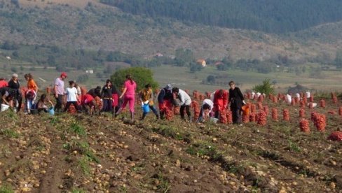 KROMPIR SA UKUSOM ROMANIJE: Nadaleko čuvenom povrću iz Rogatice treba zaštititi geografsko poreklo KROMPIR SA UKUSOM ROMANIJE: Nadaleko čuvenom povrću iz Rogatice treba zaštititi geografsko poreklo