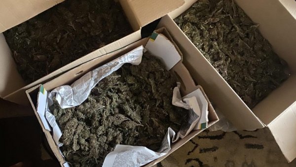 У КУЋИ НАЂЕНА МАРИХУАНА: Ухапшен осумњичени у Новом Саду У КУЋИ НАЂЕНА МАРИХУАНА: Ухапшен осумњичени у Новом Саду