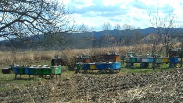 ИСТИЧЕ РОК ЗА ПРИЈАВУ КОШНИЦА ВЕТЕРИНАРСКОЈ СТАНИЦИ: Контрола броја пчелињих друштава