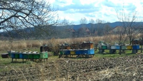 PRIJAVE SA PRATEĆOM DOKUMENTACIJOM: Opština Kučevo dodeljuje podsticaje za pčelare