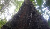VISOKO JE 88 METARA, KAO ZGRADA SA 25 SPRATOVA: Satelit otkrio džinovsko drvo u prašumi Amazona (VIDEO)